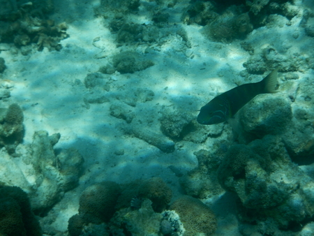 snorcheling on a beautiful colorful coral reef in sea