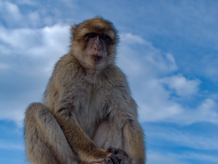 makaque monkey on a gibraltar rock in british territoryの写真素材