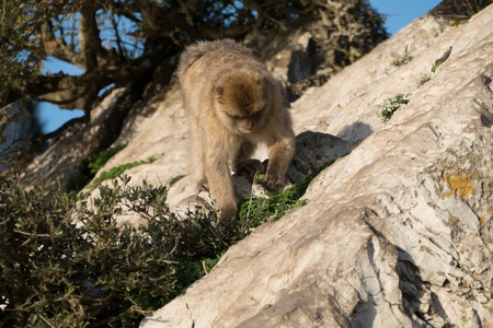 makaque monkey on a gibraltar rock in british territoryの写真素材