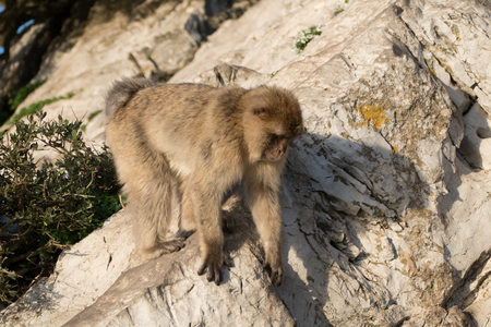 makaque monkey on a gibraltar rock in british territoryの写真素材