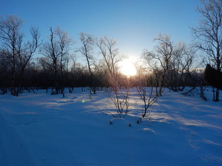 frozen trees in winter lappland with a beautiful polar sunの写真素材