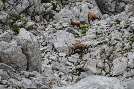 wild chamois in the rocks under grosser priel in austriaの写真素材