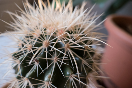 a close detail of a cactus home plantの写真素材