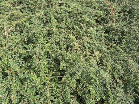 a close detail of agreen bush texture