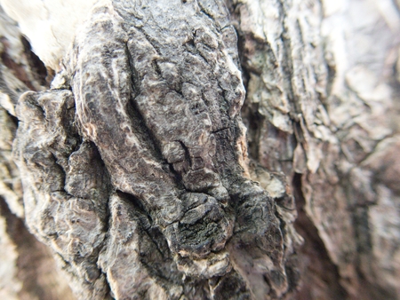 a closedetail of a wood skin texture