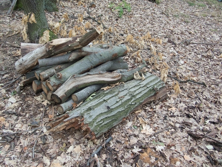 a small pile of wood in the forrest