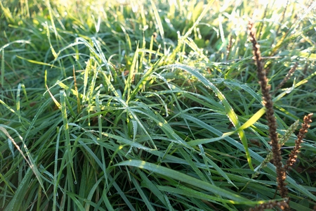 freezing cool morning on a meadow with green grassの写真素材