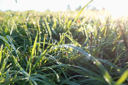freezing cool morning on a meadow with green grass