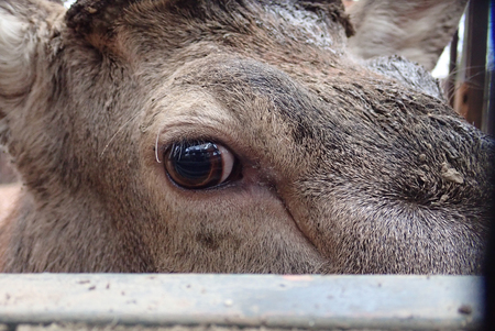 a close detail of a shy deer lookの写真素材