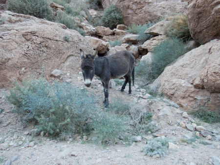 detail of a dark brown donkey in a countrysideの写真素材