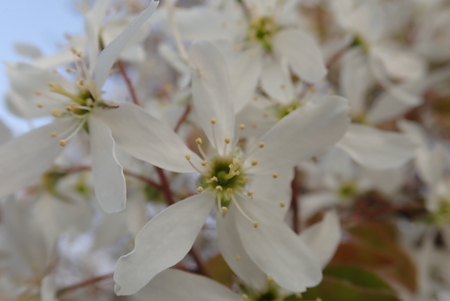 detail of a   beautiful spring nature in a blossom