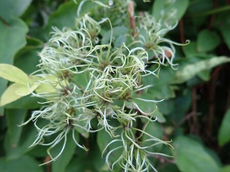 a close detail of a green leaves of a plant