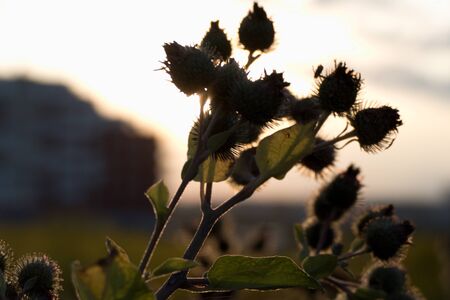 a close detail of a field in the warm summer sunsetの写真素材