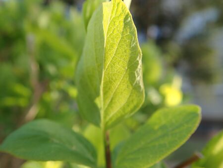 detail of a green branch of a tree in the spring lush