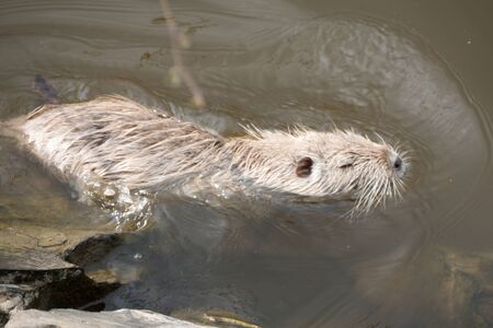wild animal nutria farm on a riverの写真素材