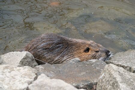wild animal nutria farm on a river