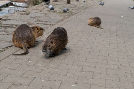 wild animal nutria farm on a river