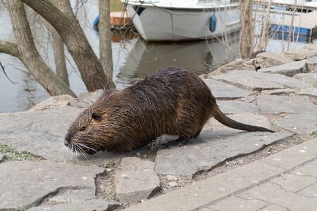 wild animal nutria farm on a river
