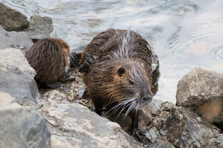 wild animal nutria farm on a riverの写真素材