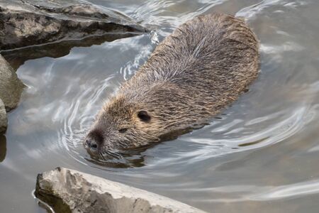 wild animal nutria farm on a riverの写真素材