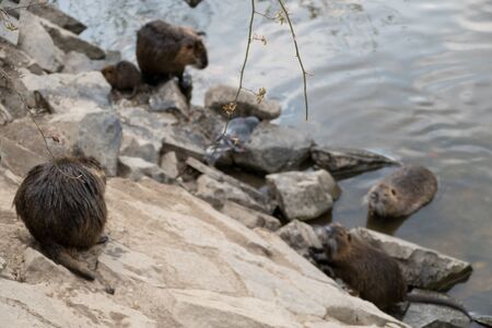 wild animal nutria farm on a riverの写真素材