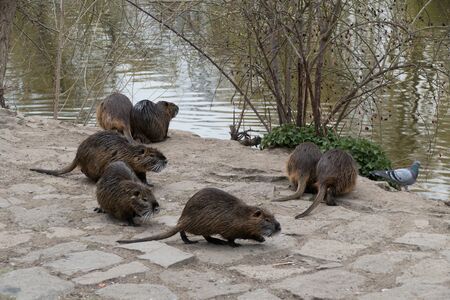 wild animal nutria farm on a riverの写真素材