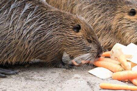 wild animal nutria farm on a riverの写真素材