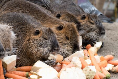 wild animal nutria farm on a river