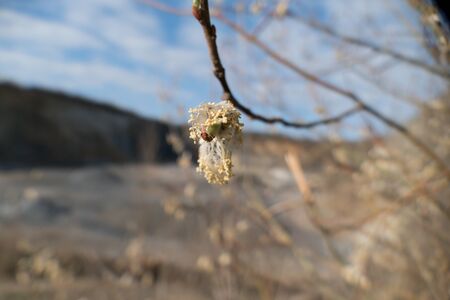detail of green branch of a tree in springの写真素材