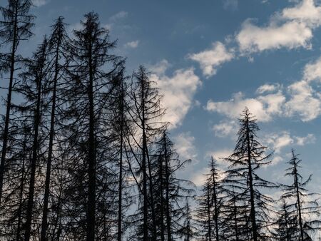 wild forest in czech natural park sumava
