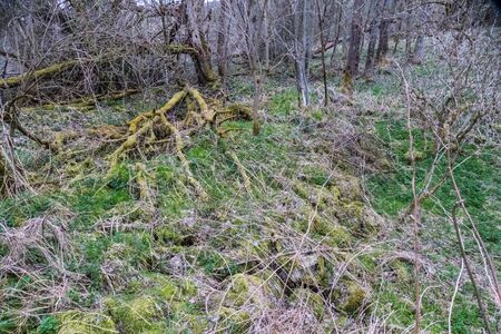 wild forest in czech natural park sumavaの写真素材