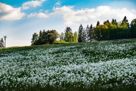 beautiful meadow with white dandelions in the foggy morning moodの写真素材