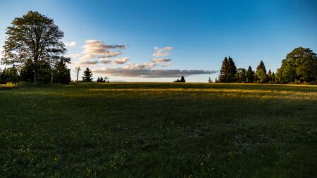 beautiful green meadow in sumava natural park in czechiaの写真素材