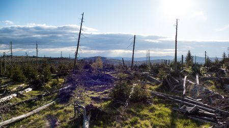 beautiful green natural landscape in sumava national park i czechiaの写真素材