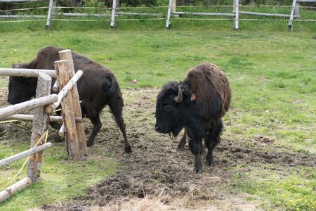 bison couple in the fenced reservation in zoo in prasily in south bohemia europeの写真素材