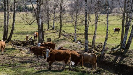 a cow on a spring green meadowの写真素材