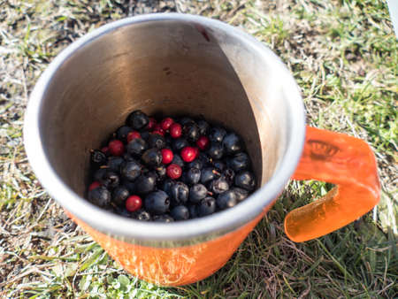 detail of blueberries and cranberries in the cupの写真素材