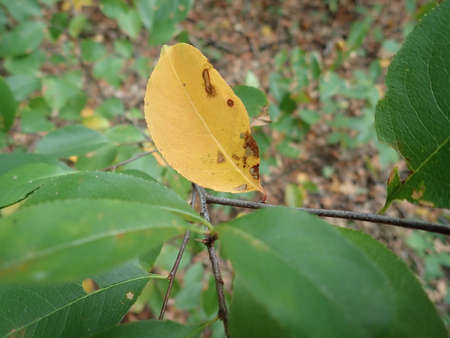 seasonal color autumn leaves from a tree