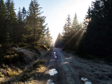 humidity in the green forest afrer rainの写真素材