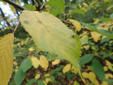 seasonal color autumn leaves from a tree