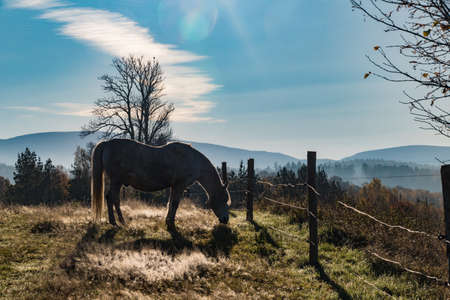 free horses in a farm yard green meadowの写真素材