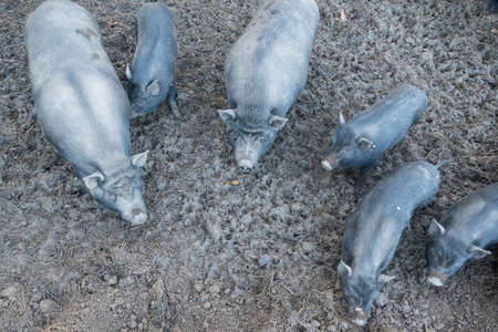 little black pig in a farm on muddy ground