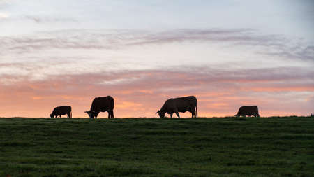 silhouette of a cow in  a meadow IN SUNSETの写真素材