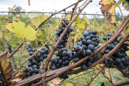 wineries in znojmo region in southern moravia in czechia