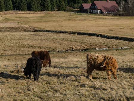 brown hairy mountain cow on a pastureの写真素材