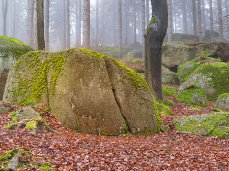 a deep forrest in the autumn fog and sunの写真素材