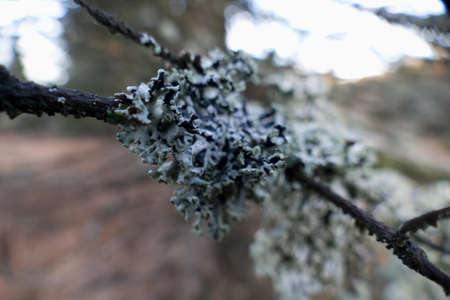 a close detail of a lichen on a tree branchの写真素材