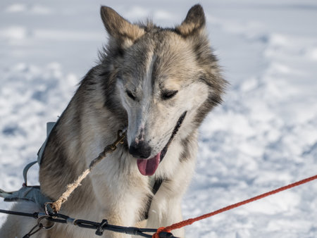 beautiful white snow sledge dog in winterの写真素材