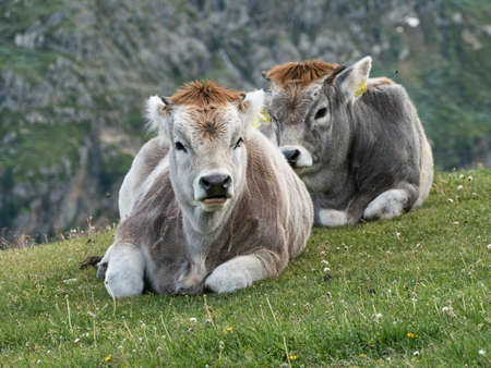 cow on a green meadow in natureの写真素材