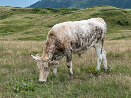 cow on a green meadow in natureの写真素材